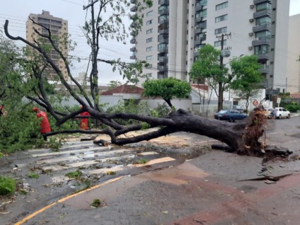 Equipes retiraram destroços da árvores poucas horas depois da queda - Divulgação/PMCG