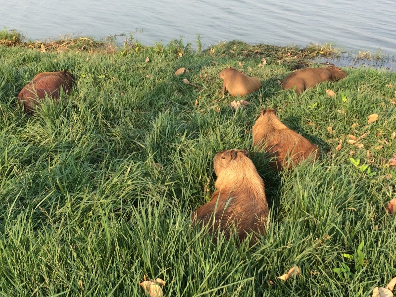 Meio Ambiente estima que cartão postal da cidade abrigue a 150 capivaras - Arquivo/JP