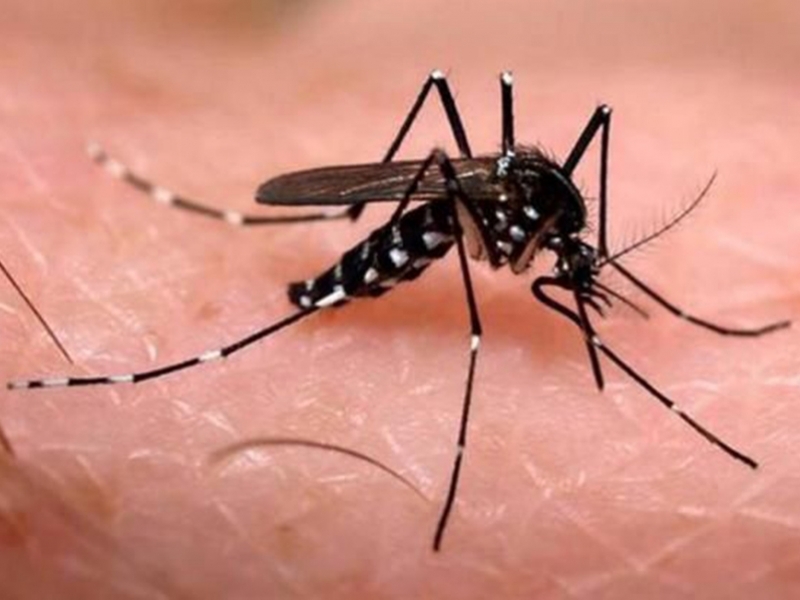 Mosquito Aedes aegypti é o responsável pela transmissão dos vírus da dengue, febre chikungunya e Zika - Divulgação