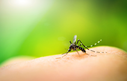 Em 10 meses, MS registra 70,5 mil notificações e 42 mortes por dengue - Foto: Divulgação