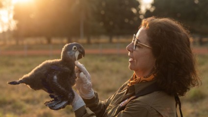 O trabalho da instituição se reflete na qualidade de vida e reprodução das aves - Foto: João Marcos Rosa