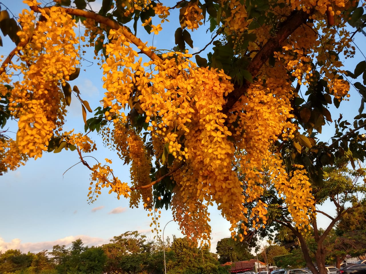 "Flores e suas cores, um jardim sem dores, são calmantes sem sabores e sim com seus deliciosos odores!" -Edileine Priscila - Arquivo/JPNews