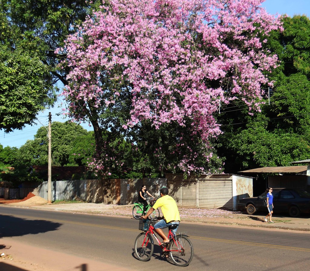 Belo ipê florido chama a atenção, na rua João Dantas Filgueiras, que fica no bairro Vila dos Ferroviários. - Hugo Leal/JPNEWS