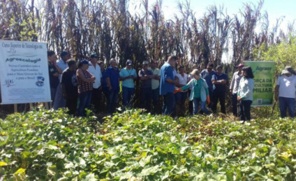 Batata-doce é um alimento rico em fibras o que auxilia o funcionamento intestinal e a saciedade e, - Divulgação/Agraer