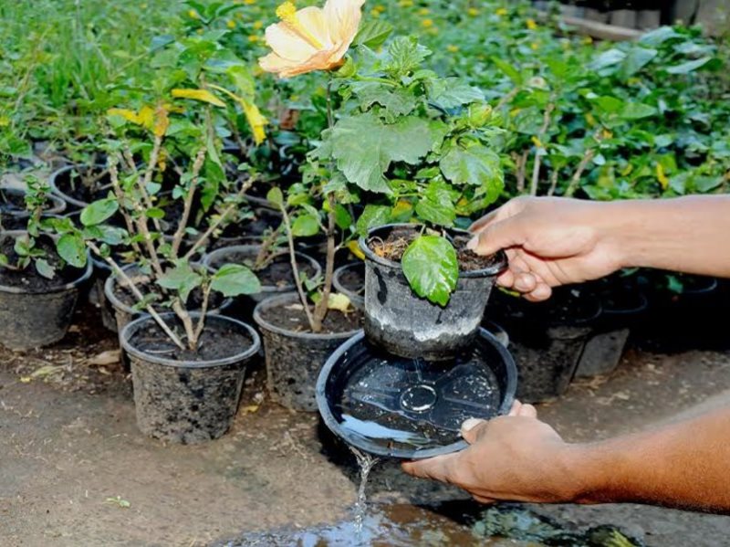 Com constantes chuvas, fiscalizar vasos de plantas é uma das formas de se evitar focos do mosquito - Márcio Vieira