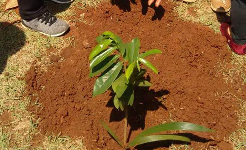 plantio de mudas também recebe o incentivo por meio da lei 2680/2017 - Divulgação/Assessoria