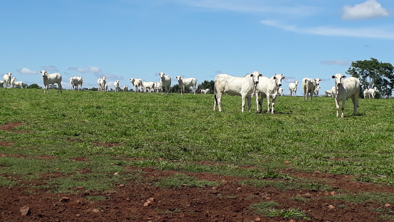 Até 2027 país deve liberar mais 10 milhões de hectares de pastagens - CBN arquivo