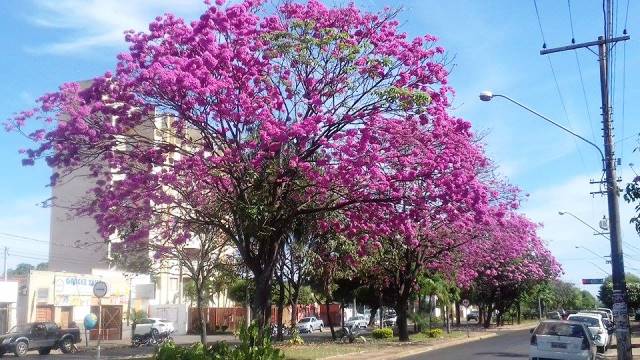 Floração de Ipês deixam ruas e avenidas de Três Lagoas mais coloridas e bonitas  - Ana Cristina Santos/JP