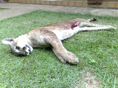 Onça parda foi encontrada já morta às margens da BR-262, km 24 -