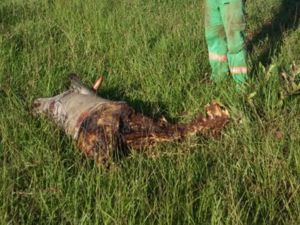 Suspeito levou a PM até o local onde o animal foi abatido - Divulgação/PM