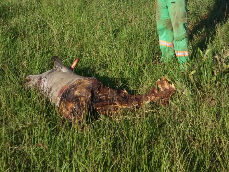 Suspeito levou a PM até o local onde o animal foi abatido - Divulgação/PM