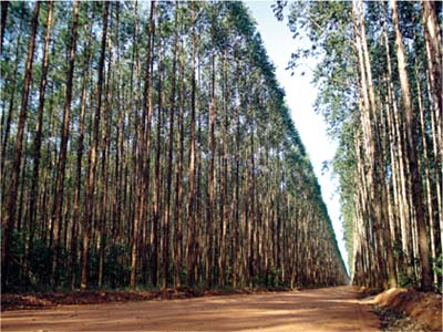 A oferta desta matéria-prima foi essencial para atrair investimentos como Fibria em Três Lagoas, uma das maiores plantas industriais de celulose do mundo -