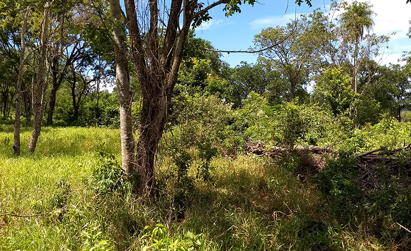 Pecuarista de 71 anos retirou a vegetação há algum tempo sem autorização - Divulgação/PMA
