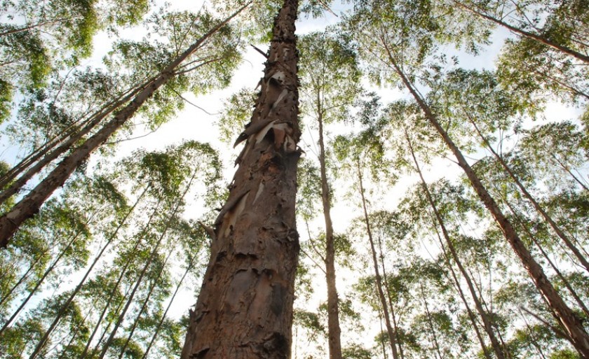 Três Lagoas é a maior produtora do país, com 267.993 pés de eucalipto plantados - Arquivo/JPNews