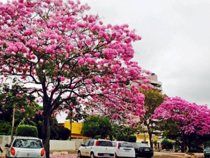 Cidade está tomada pelas belezas naturais dos ipês - Elias Dias/JP