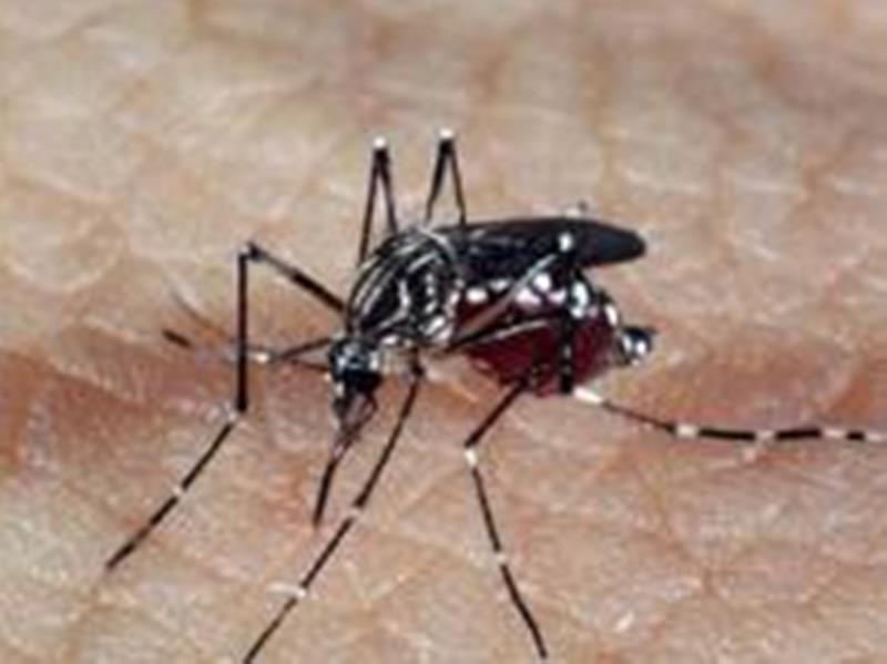 Zika vírus é transmitido pelo mosquito Aedes aegypti - Agência Brasil