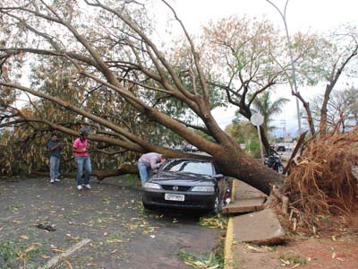 A queda de árvores ocorreu por toda a cidade -