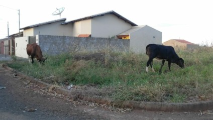 Os animais ficam por toda parte do bairro e já provocaram acidentes - Talita Matsushita/JPNEWS