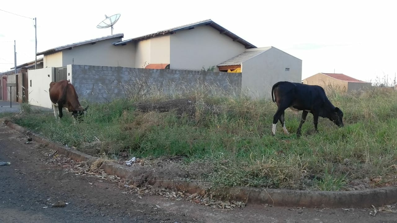 Os animais ficam por toda parte do bairro e já provocaram acidentes - Talita Matsushita/JPNEWS
