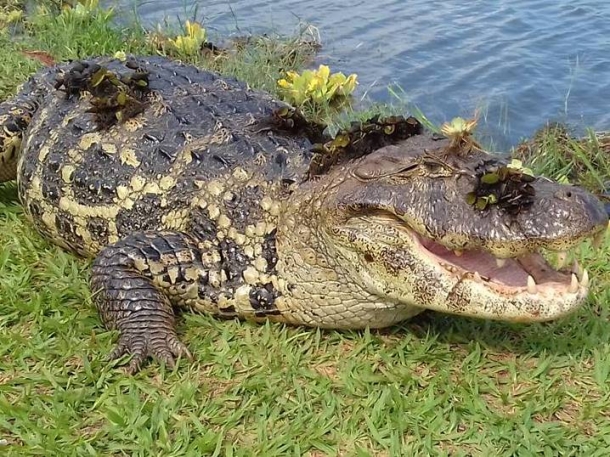 Ministério Público quer a retirada dos jacarés da Lagoa Maior  - Divulgação 