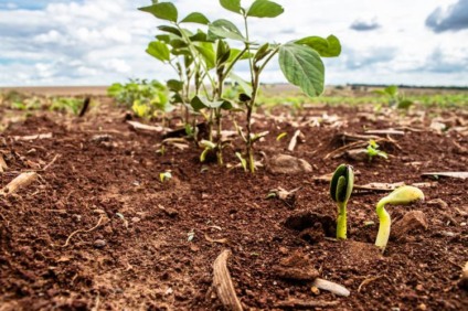 Os cadastros das áreas são utilizados para uma previsão de área total cultivada com soja em Mato Grosso do Sul - Divulgação/Portal do MS