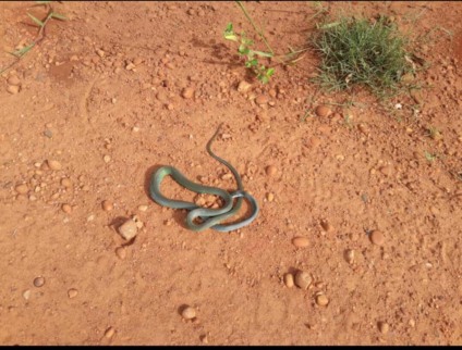 Esta semana, uma moradora matou uma cobra que saiu de um dos terrenos da região. - Arquivo Pessoal