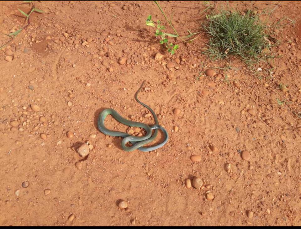 Esta semana, uma moradora matou uma cobra que saiu de um dos terrenos da região. - Arquivo Pessoal