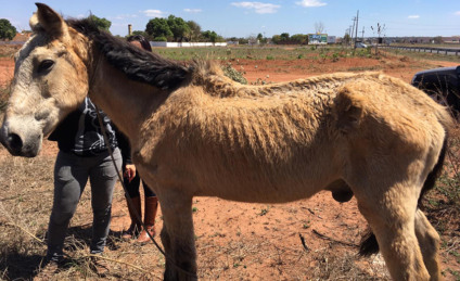 Animal foi encontrado próximo a rotatória que dá acesso ao aeroporto - Polícia Civil