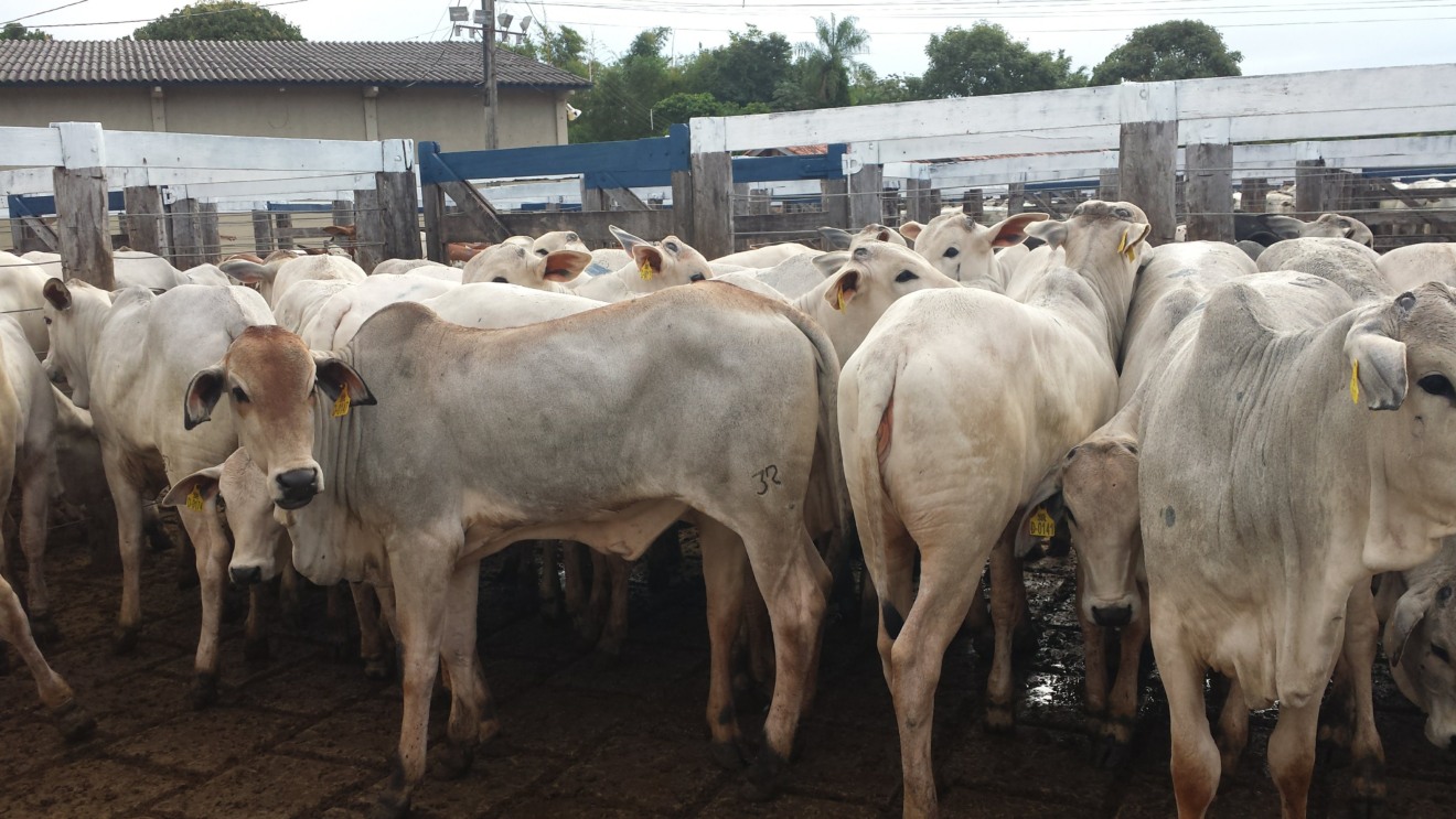 Pecuarista está com dificuldades para tirar gado da fazenda - CBN Arquivo