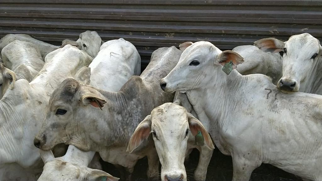 Animais foram apreendidos nessa quarta-feira, 24, e serão sacrificados por precaução - Foto: Divulgação Iagro