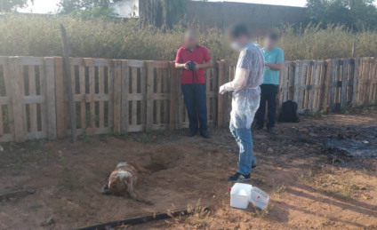 Cães foram exumados dois dias depois de serem mortos, supostamente, por envenenamento - Divulgação