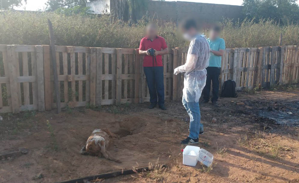 Cães foram exumados dois dias depois de serem mortos, supostamente, por envenenamento - Divulgação