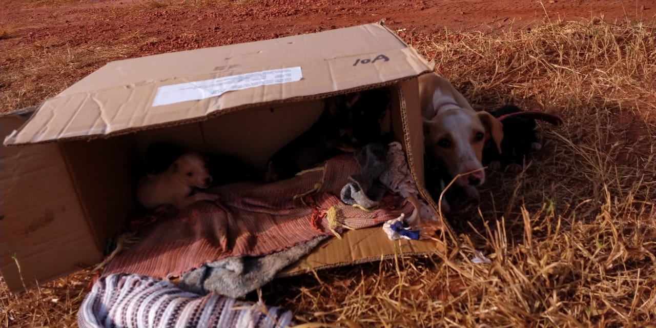 Os cães estavam em uma estrada de terra - Arquivo/Pessoal