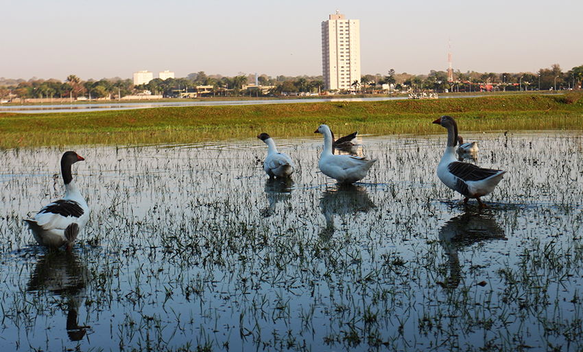 Patos embelezam a fauna na Lagoa Maior, cartão postal de Três Lagoas - Hugo Leal/JPNEWS