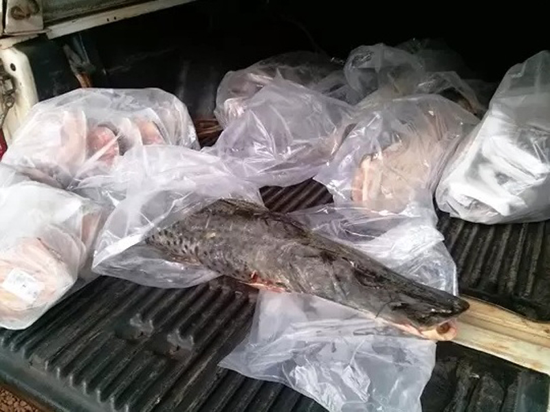 PMA encontrou uma nota de venda de 124 quilos de pescado  - 15 BPMA