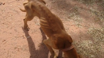 Cães foram encontrados desnutridos e sem água - Divulgação/PMA