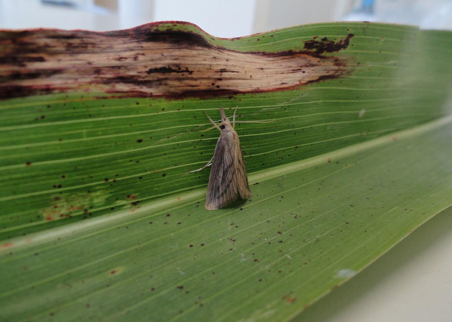 Praga se transforma em mariposa na fase adulta