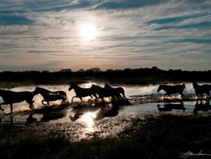 Exposição traz 20 fotografias de Adriano Gambarini, fotógrafo da revista National Geographic Brasil - Divulgação/WWF
