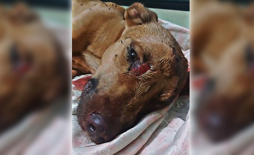 Cachorro está internado em clínica veterinária para recuperação. - Divulgação/Protetoras Três Lagoas