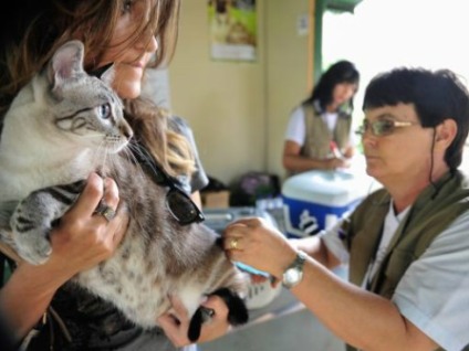 A mudança visa a garantir a segurança, a saúde e o bem-estar dos animais que estiverem sob o cuidado de pet shops. - Divulgação
