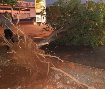 Árvore de pequeno porte caiu com a força do vento na avenida Três Lagoas - Leitores JPNEWS