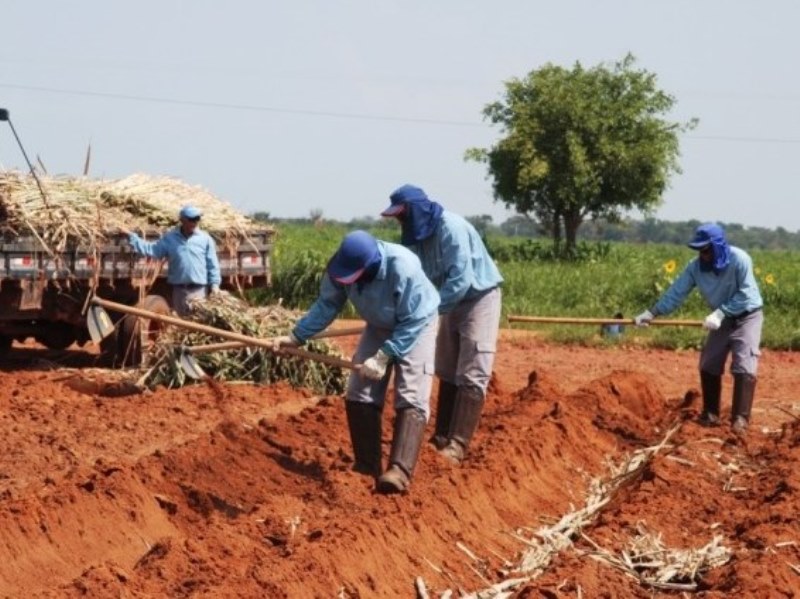 Setor agropecuário foi o que mais contratou neste ano - Reprodução