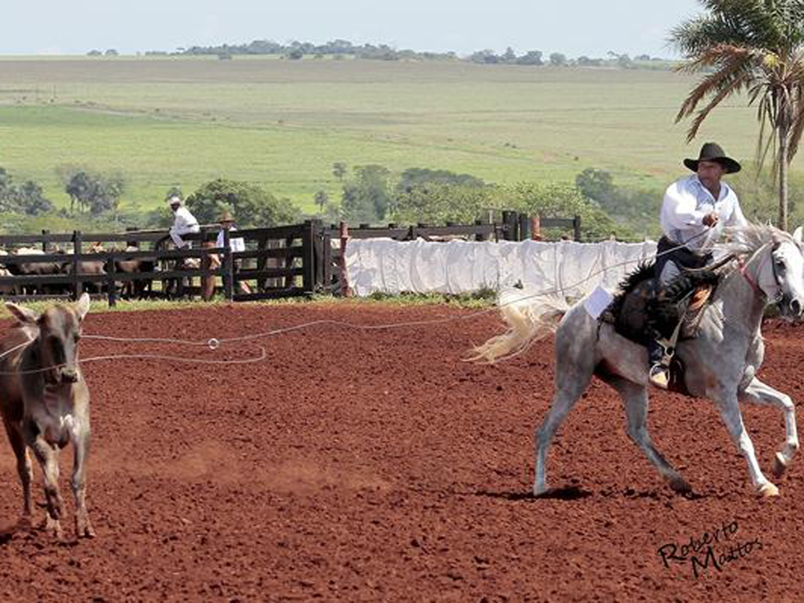 Serão premiados os cinco melhores laçadores. Os prêmios somam R$ 4,8 mil - Divulgação