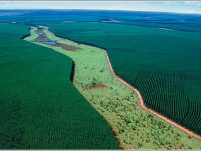 O programa define estratégias para o desenvolvimento florestal em Mato Grosso do Sul e prevê o plantio de 1 milhão de hectares de florestas até 2030 - O programa define estratégias para o desenvolvimento florestal em Mato Grosso do Sul e prevê o plantio de 1 milhão de hectares de florestas até 2030 -