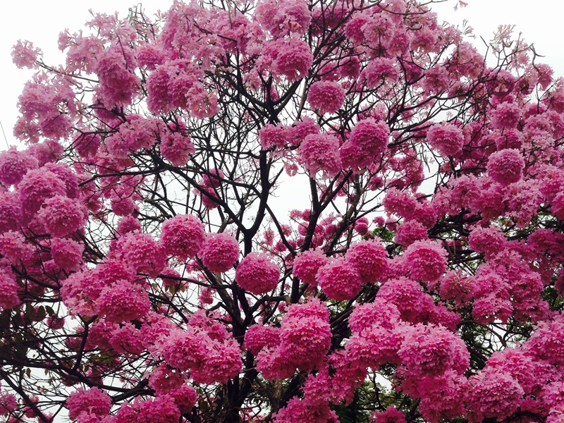 Estação é marcada pelas cores e flores - Arquivo/JP