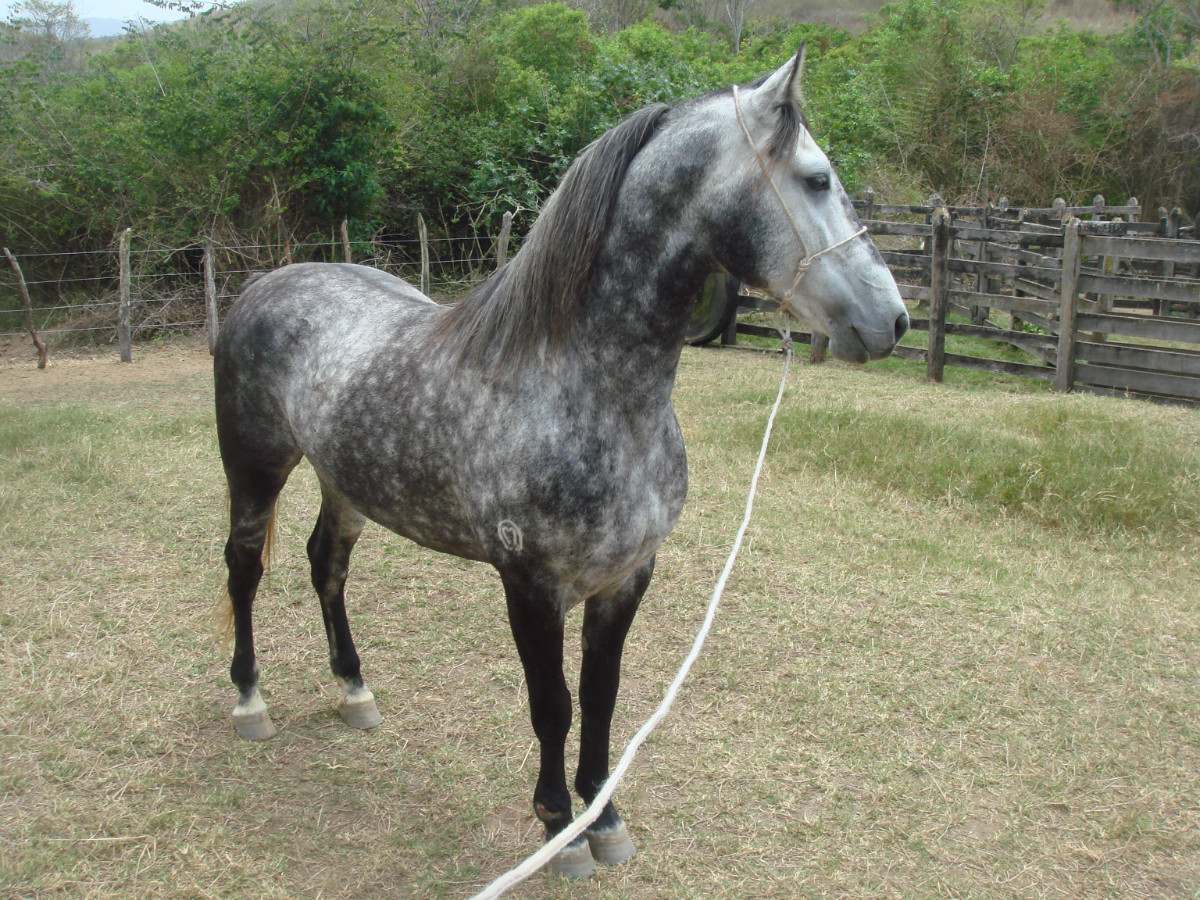 No dia 01 de julho haverá o julgamento de animais Mangalarga - Foto/Assessoria