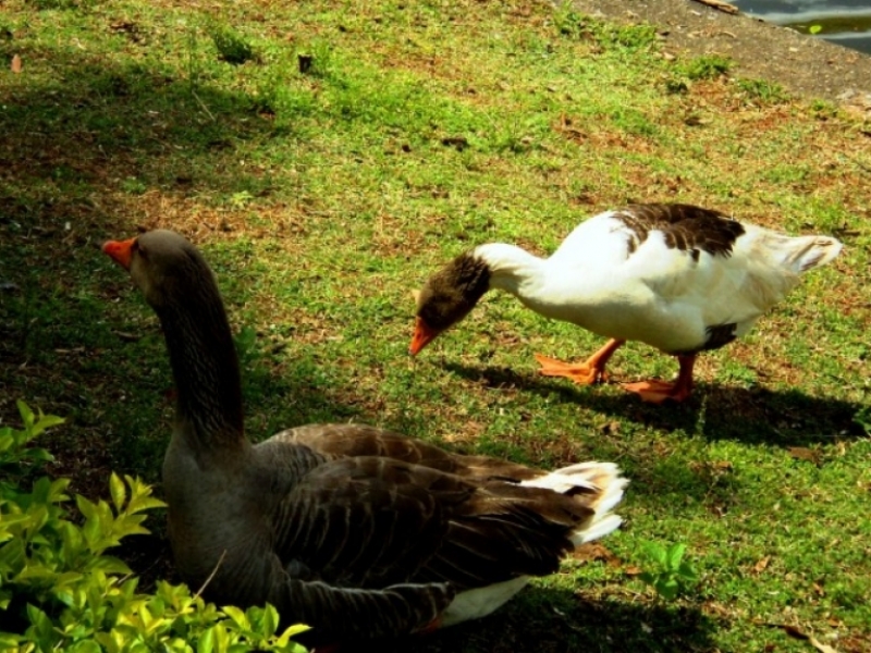 Animais estariam sendo atacados por adolescentes - Arquivo/JPNews