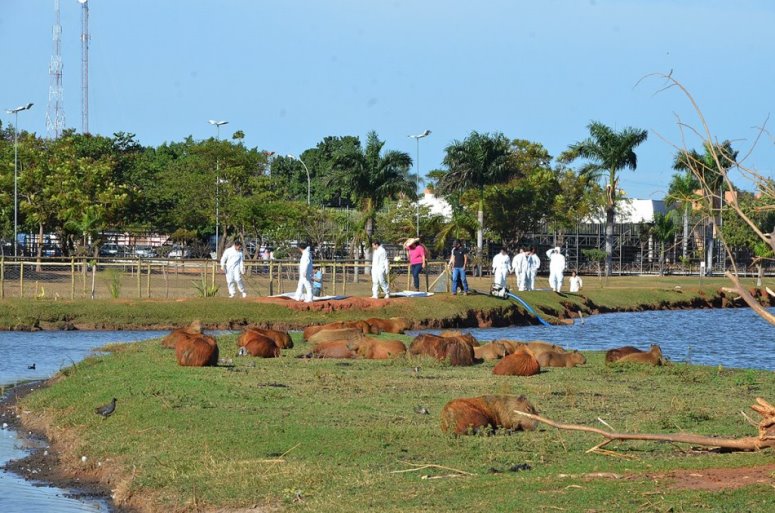 Equipes da Secretaria do Meio Ambiente e do Centro de Controle de Zoonoses (CCZ) de Três Lagoas realizaram um trabalho para a captura de carrapatos no gramado da Lagoa Maior - Divulgação/assessoria