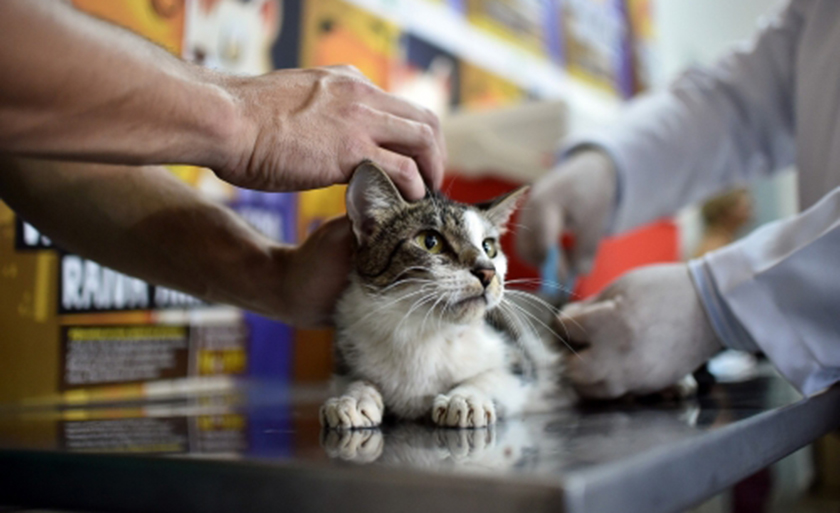 Todos os cães e gatos ainda filhotes deverão ser vacinados a fim de prevenir a doença - Divulgação/Assessoria