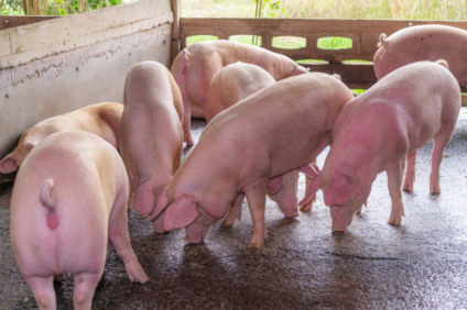 A suinocultura do Estado cresceu 54,3% entre 2014 e 2020, de acordo com a Semagro (Secretaria de Meio Ambiente, Desenvolvimento Econômico, Produção e Agricultura Familiar) - Freepic